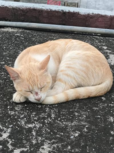 cat for sale