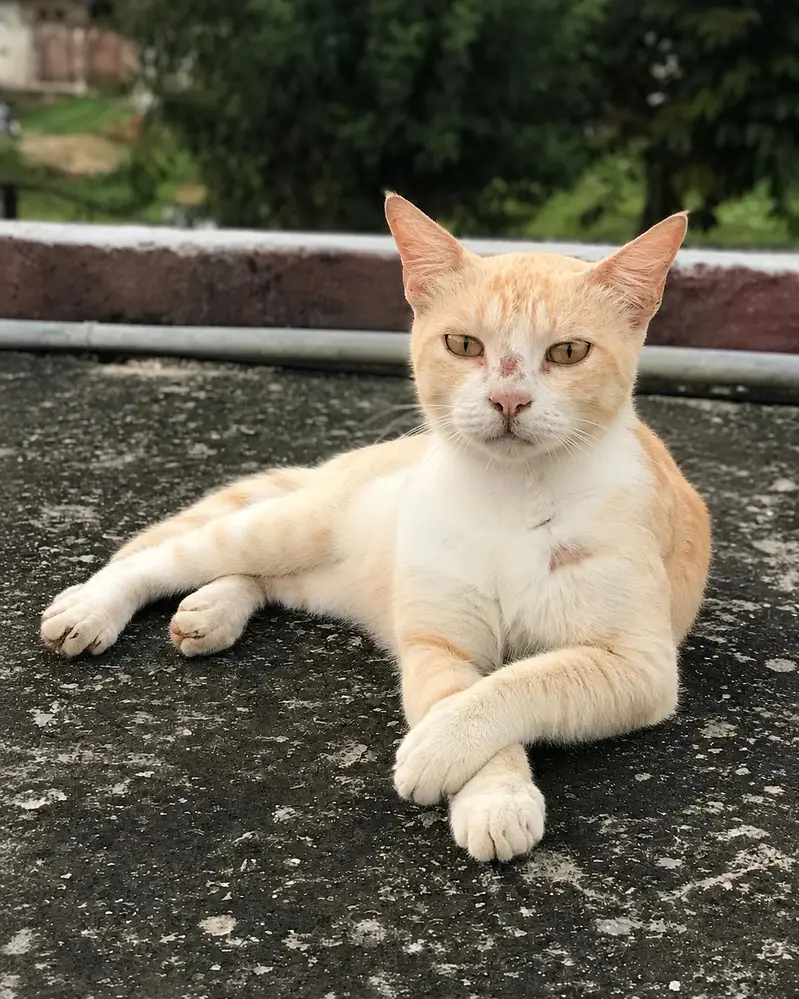 cat for sale — photo 2