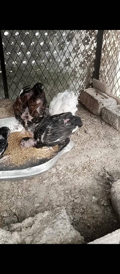 Aseel chicks and white leghorn fertile eggs for sale