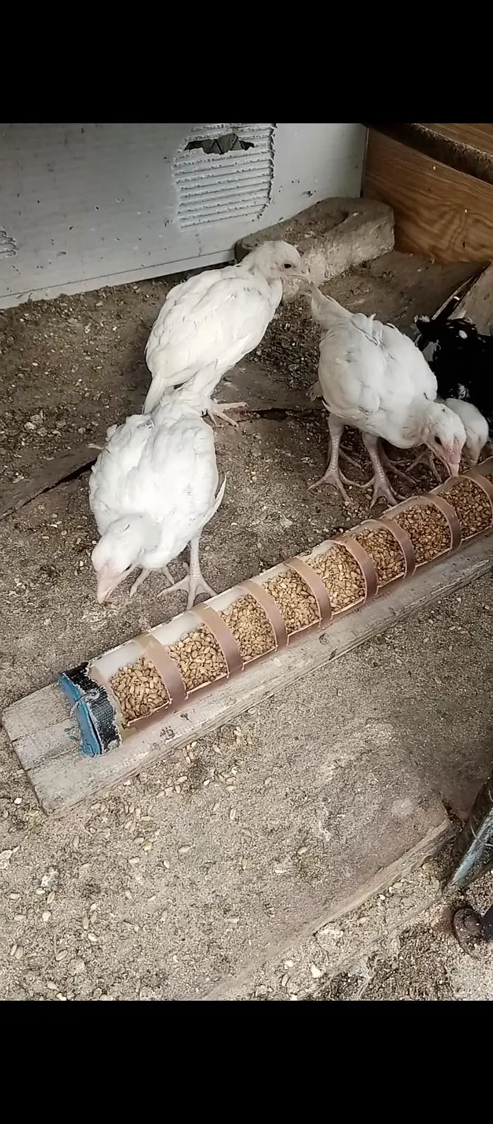 Aseel chicks and white leghorn fertile eggs for sale — photo 2