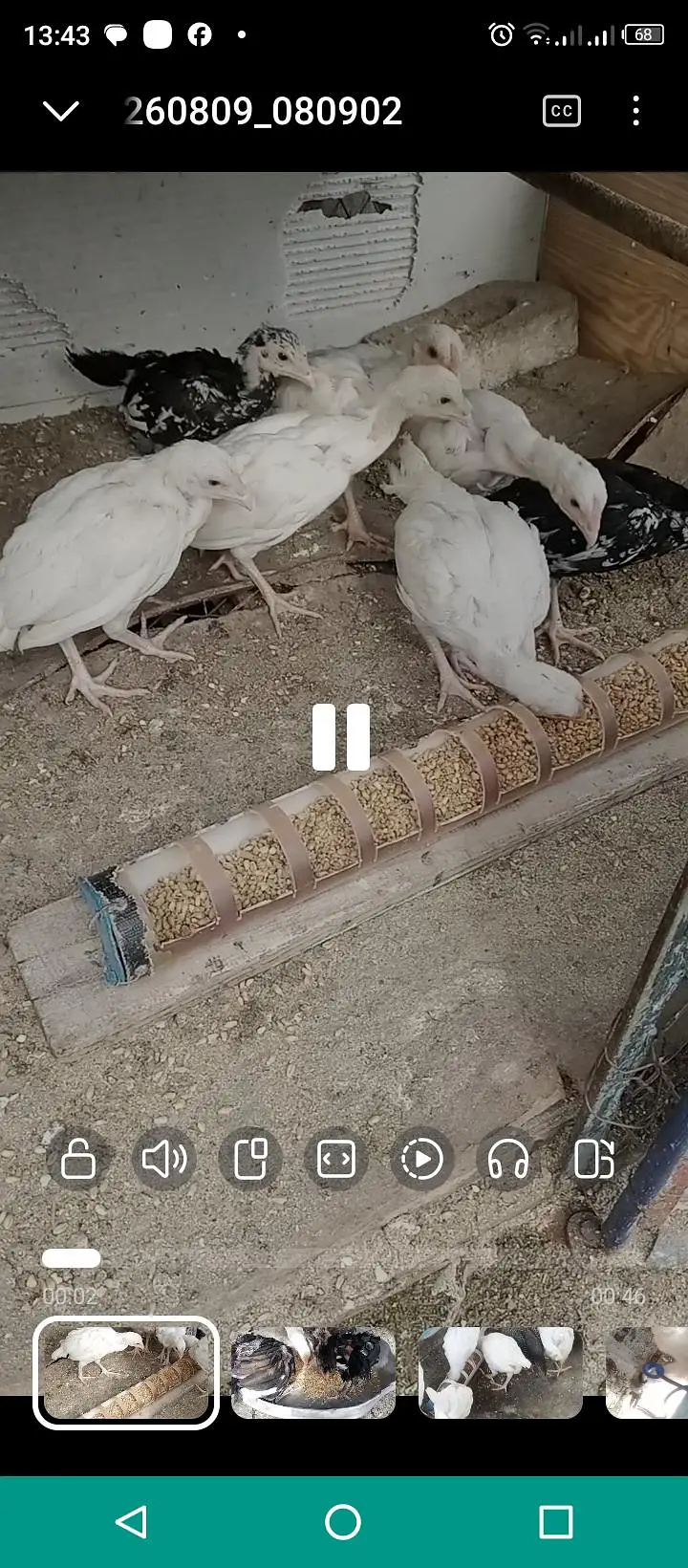 Aseel chicks and white leghorn fertile eggs for sale — photo 3