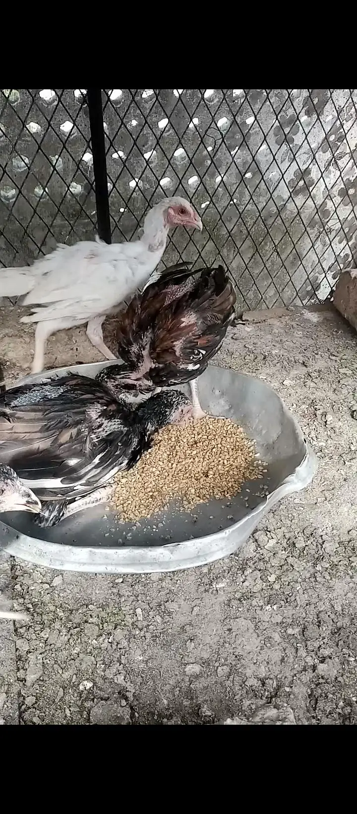 Aseel chicks and white leghorn fertile eggs for sale — photo 4