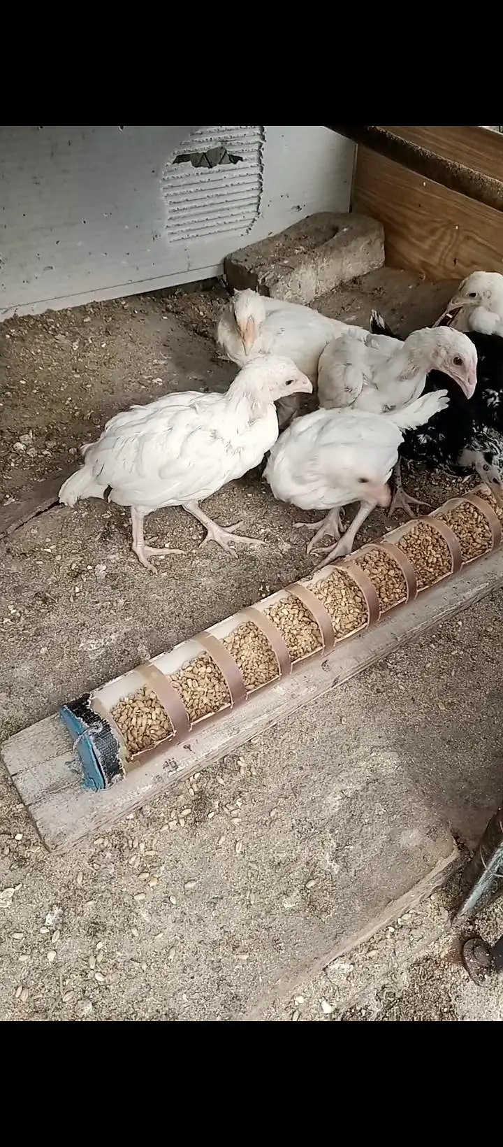 Aseel chicks and white leghorn fertile eggs for sale — photo 5
