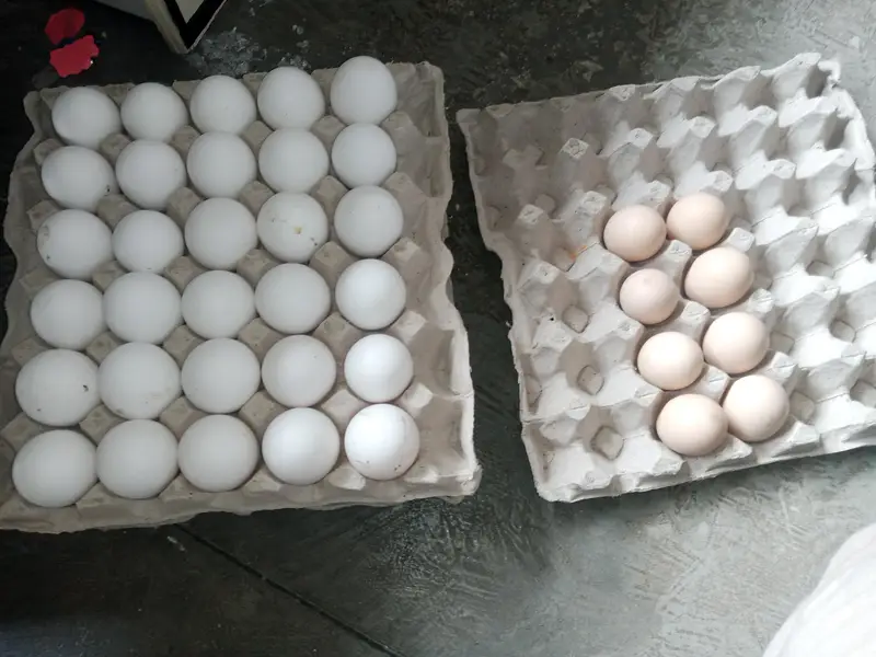 Aseel chicks and white leghorn fertile eggs for sale — photo 6