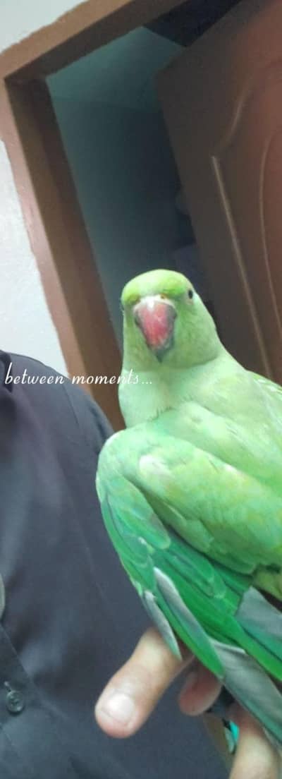 Hand Tame Parrot