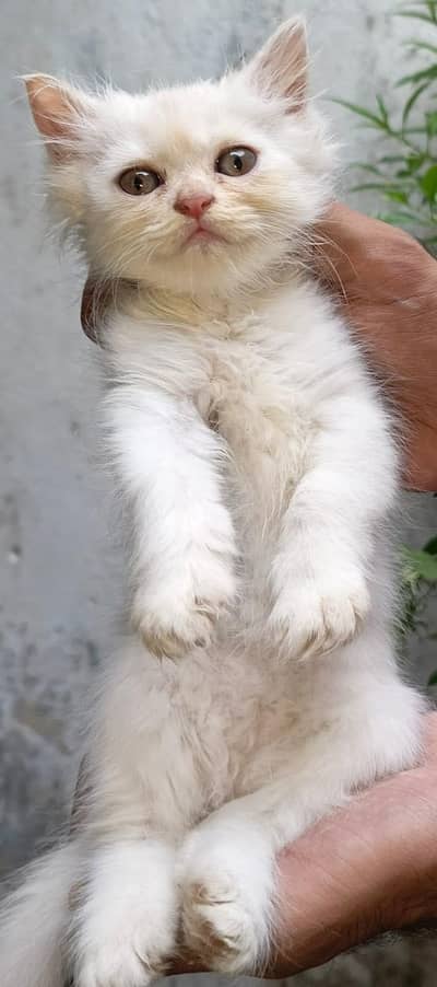 Healthy & Vaccinated Persian kittens – 2 Months Old