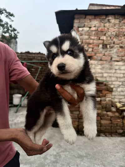 Siberian Husky age 1 month