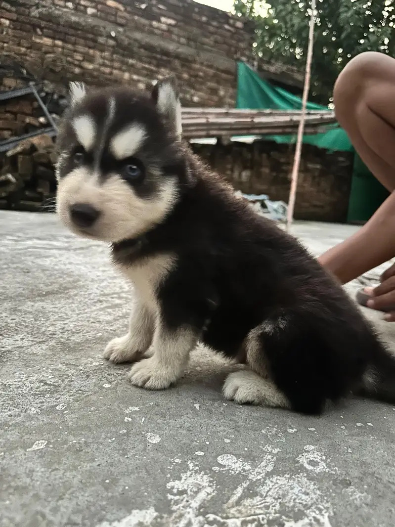 Siberian Husky age 1 month — photo 2