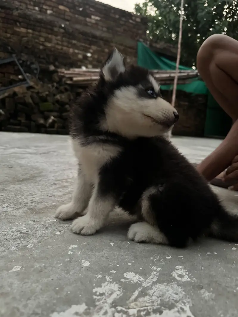 Siberian Husky age 1 month — photo 3