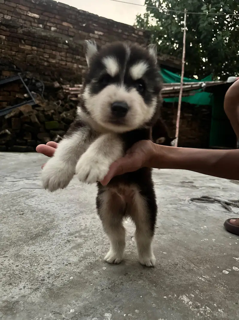 Siberian Husky age 1 month — photo 4