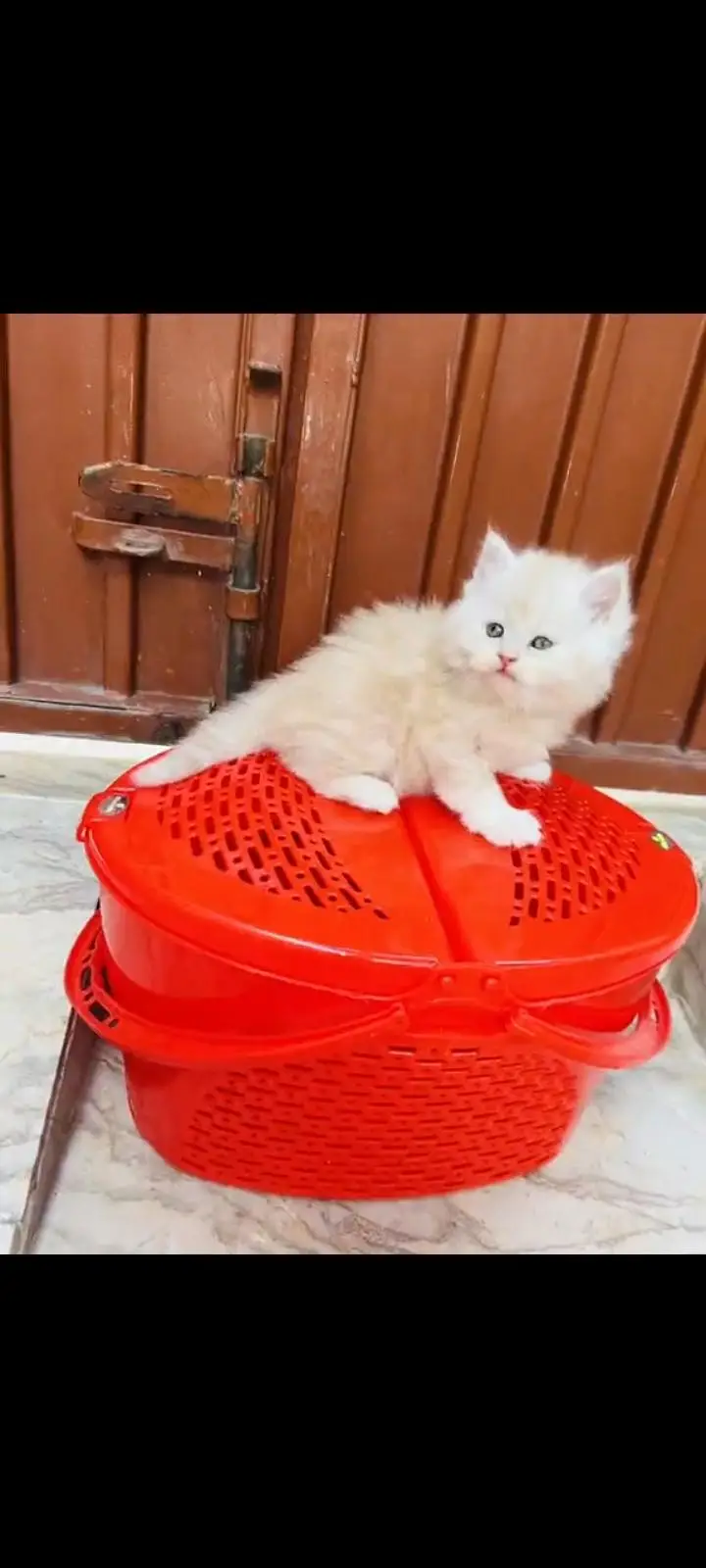 persian cat for sale — photo 3