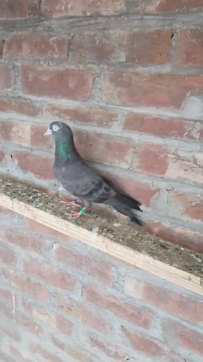 mehron wala taddy patha for sale