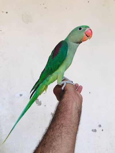 Jumbo size raw parrot ky pathy