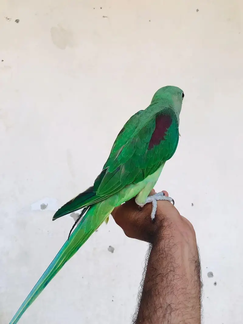 Jumbo size raw parrot ky pathy — photo 2