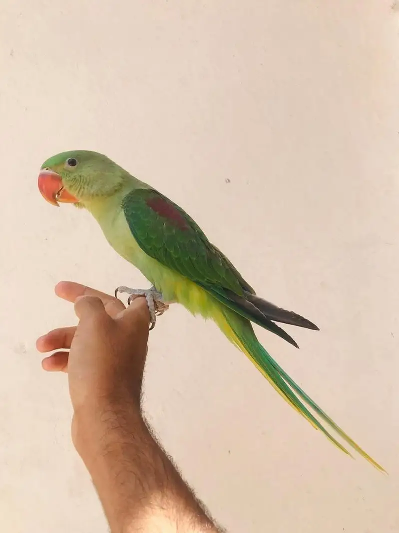 Jumbo size raw parrot ky pathy — photo 3