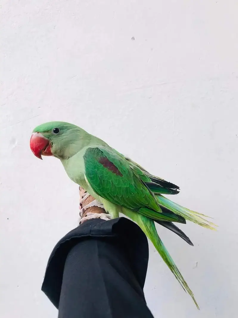 Jumbo size raw parrot ky pathy — photo 4