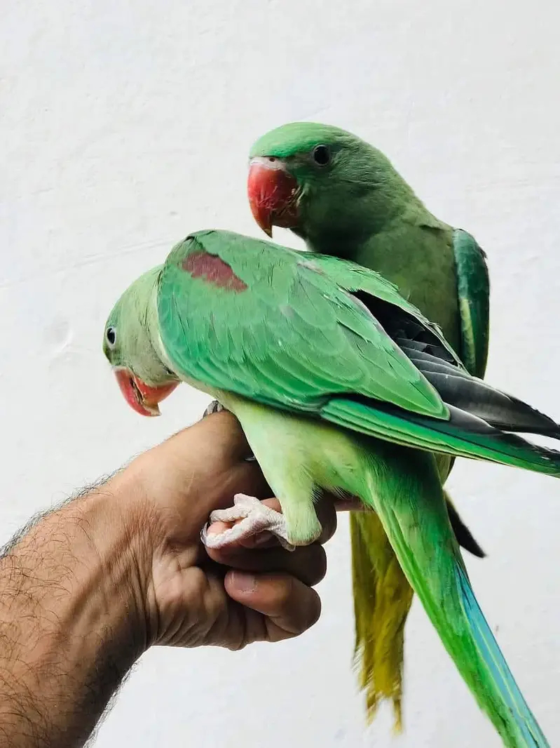 Jumbo size raw parrot ky pathy — photo 5