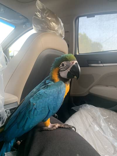 Macaw