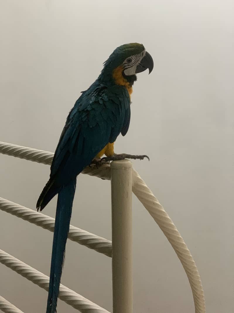 Macaw 1