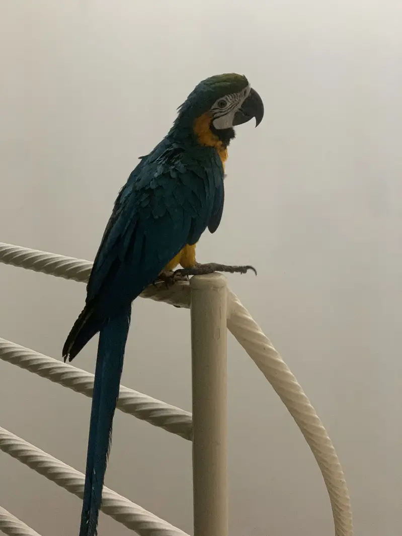 Macaw — photo 2