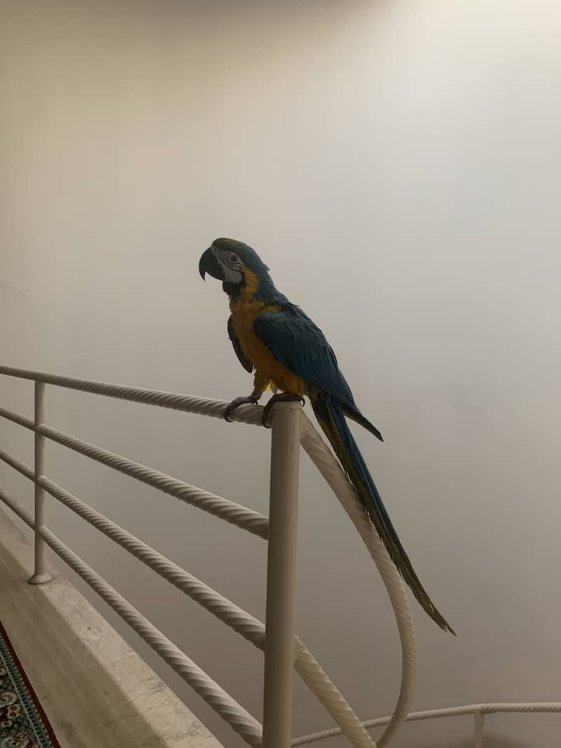 Macaw 2