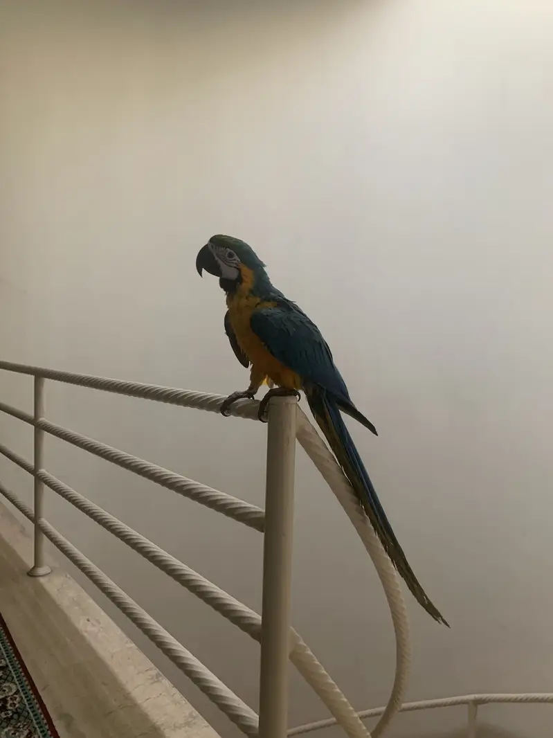Macaw — photo 3