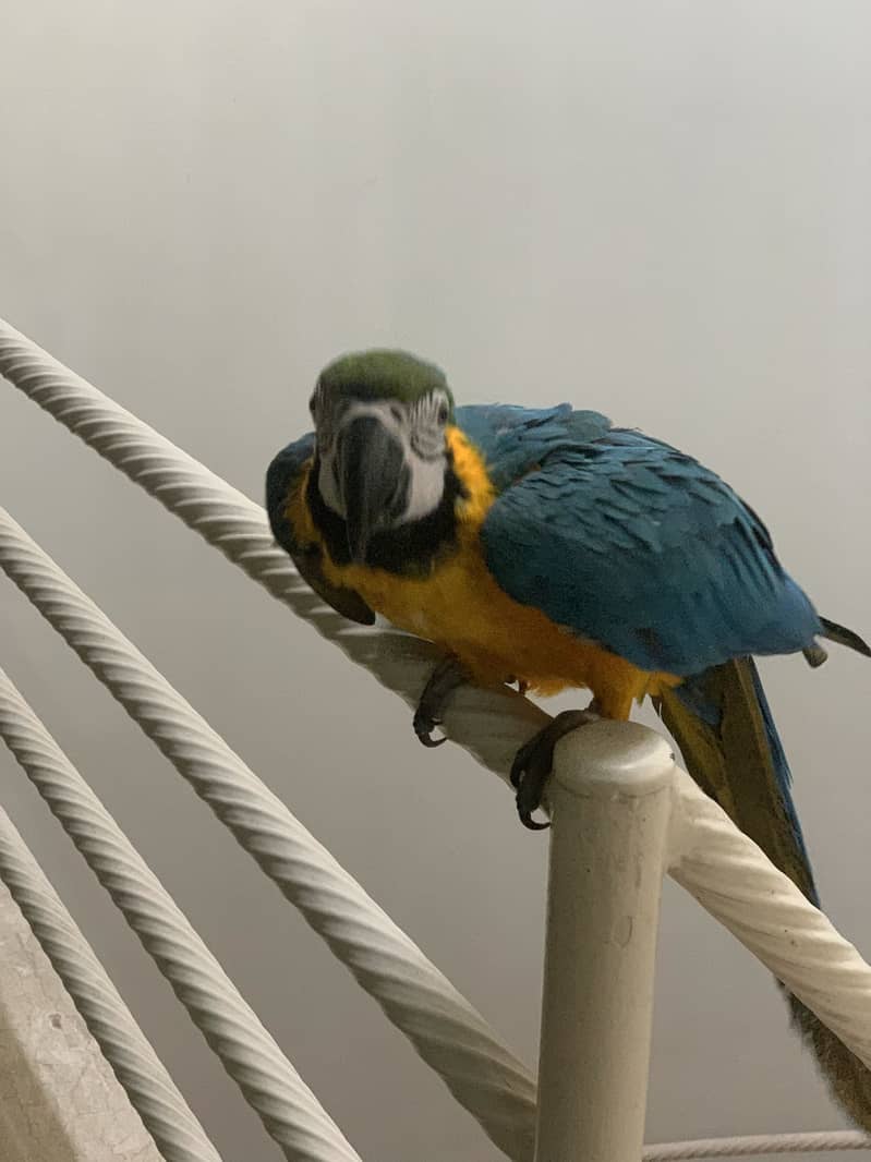 Macaw 3