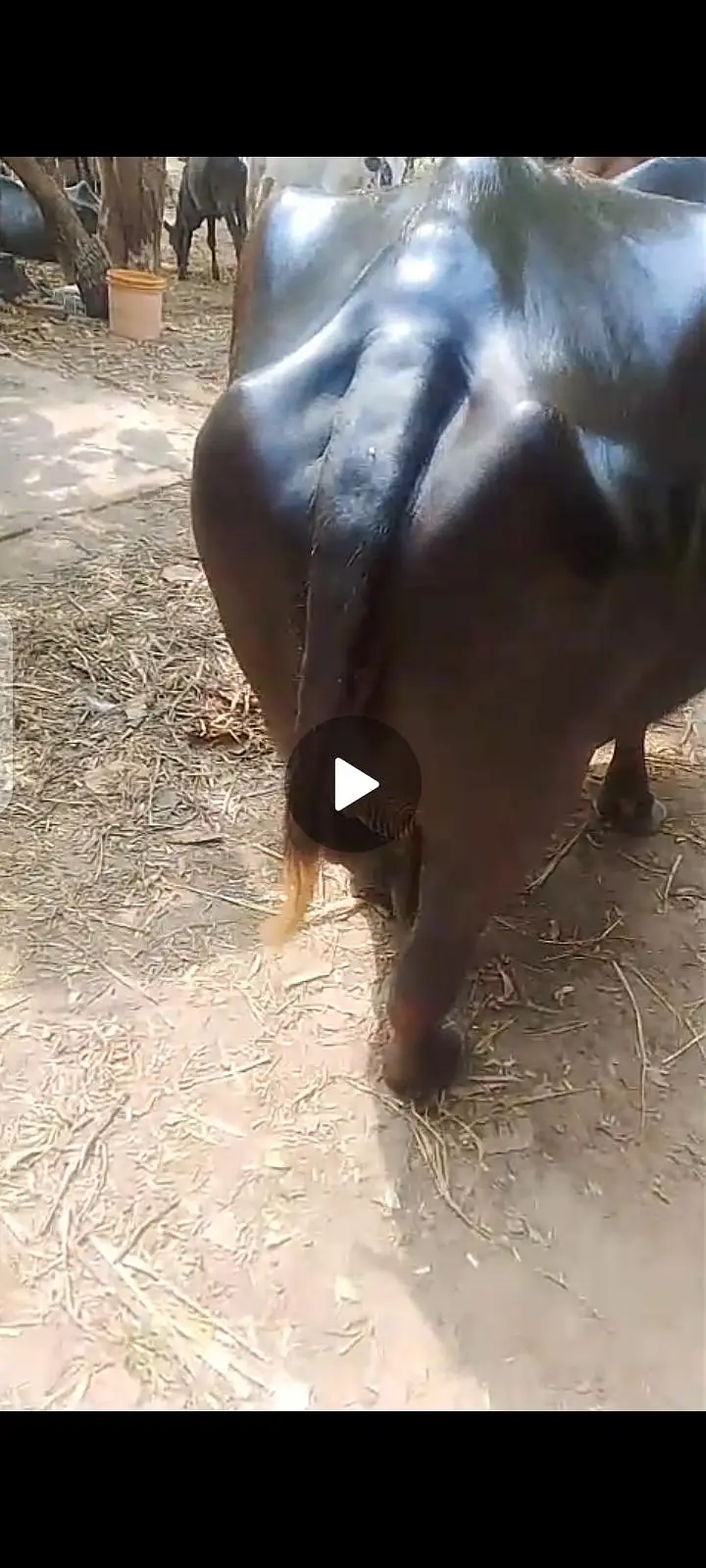 Healthy Milk-Giving Buffalo for Sale 