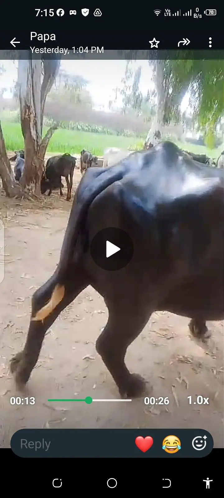 Healthy Milk-Giving Buffalo for Sale  — photo 2