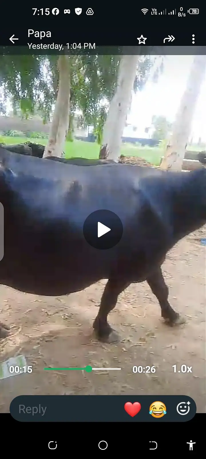 Healthy Milk-Giving Buffalo for Sale  — photo 3
