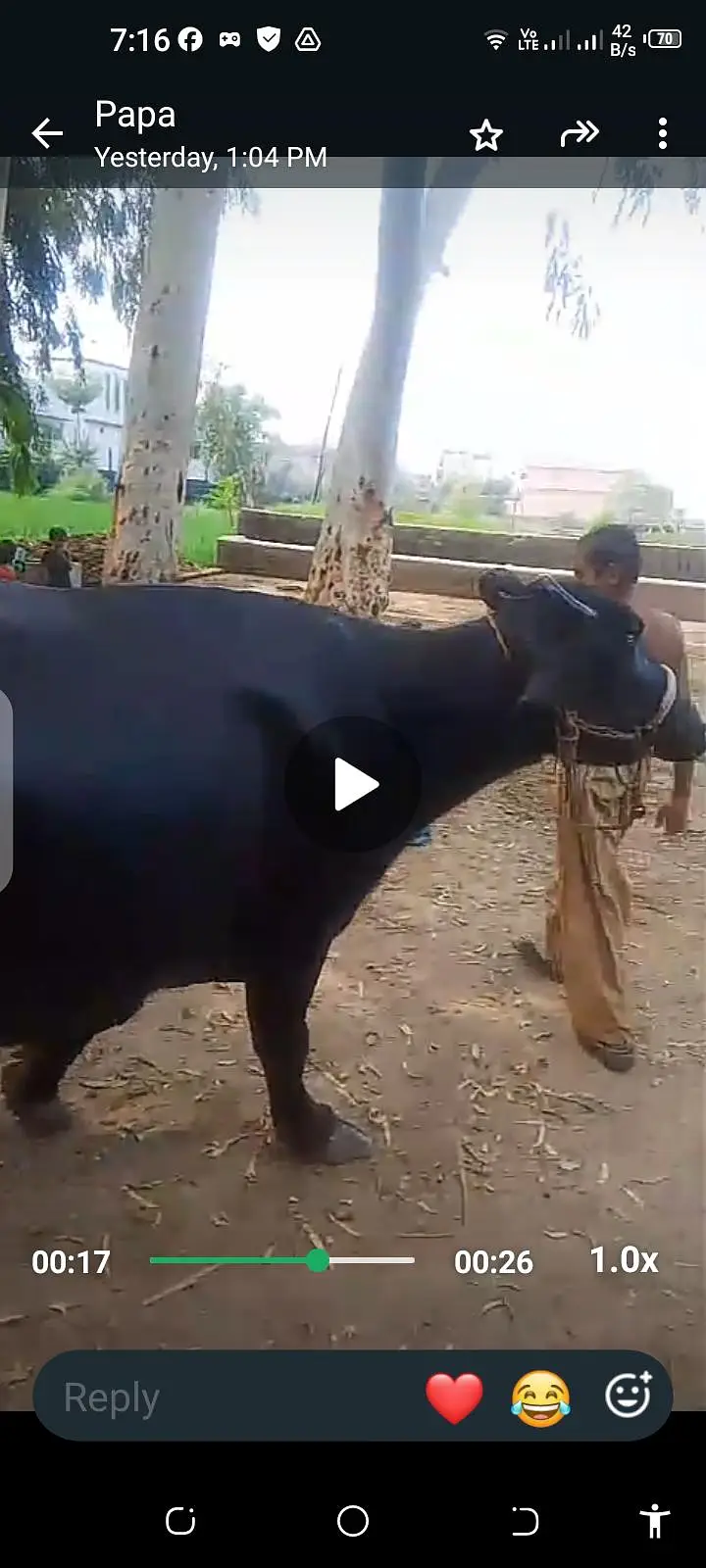 Healthy Milk-Giving Buffalo for Sale  — photo 4