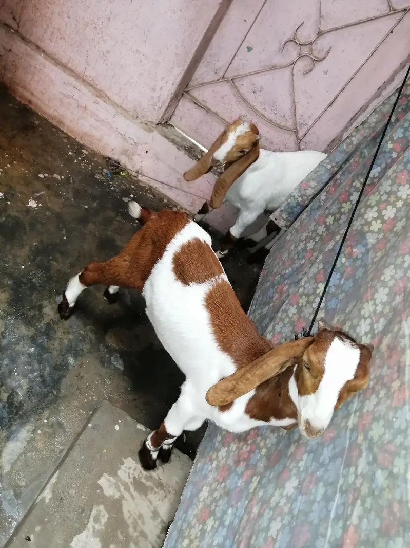 full active hai only 1 bakra — photo 3