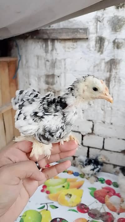 Fancy chicks for sale