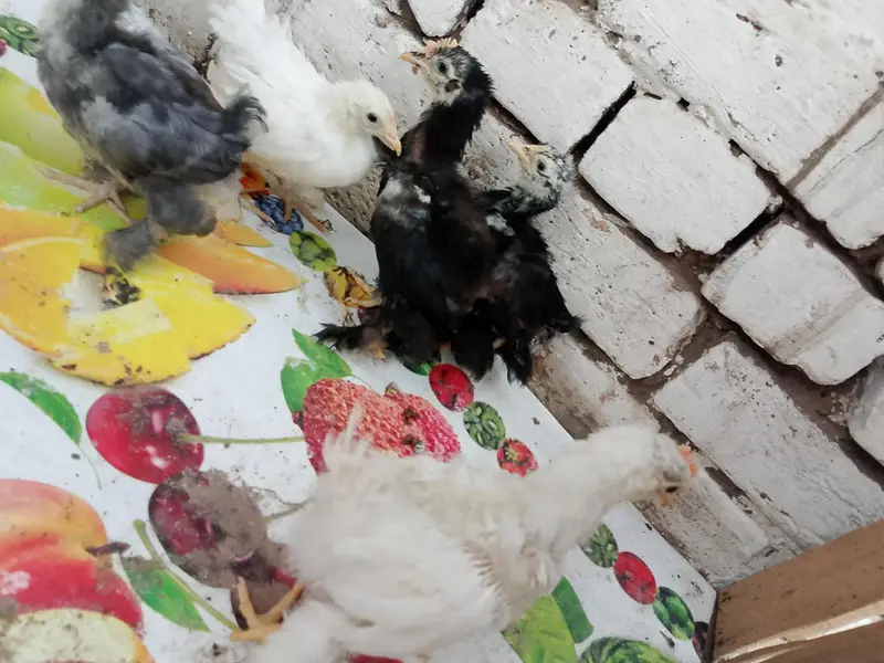 Fancy chicks for sale — photo 2