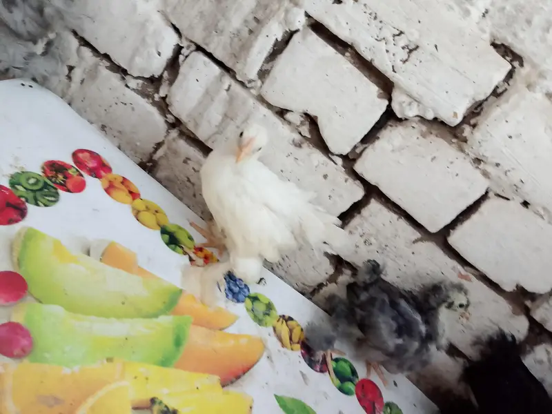 Fancy chicks for sale — photo 3