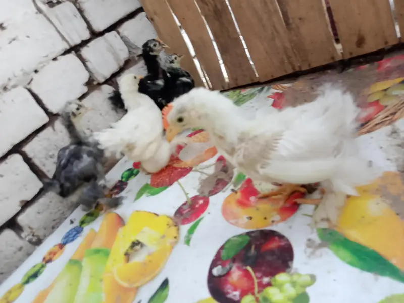 Fancy chicks for sale — photo 4