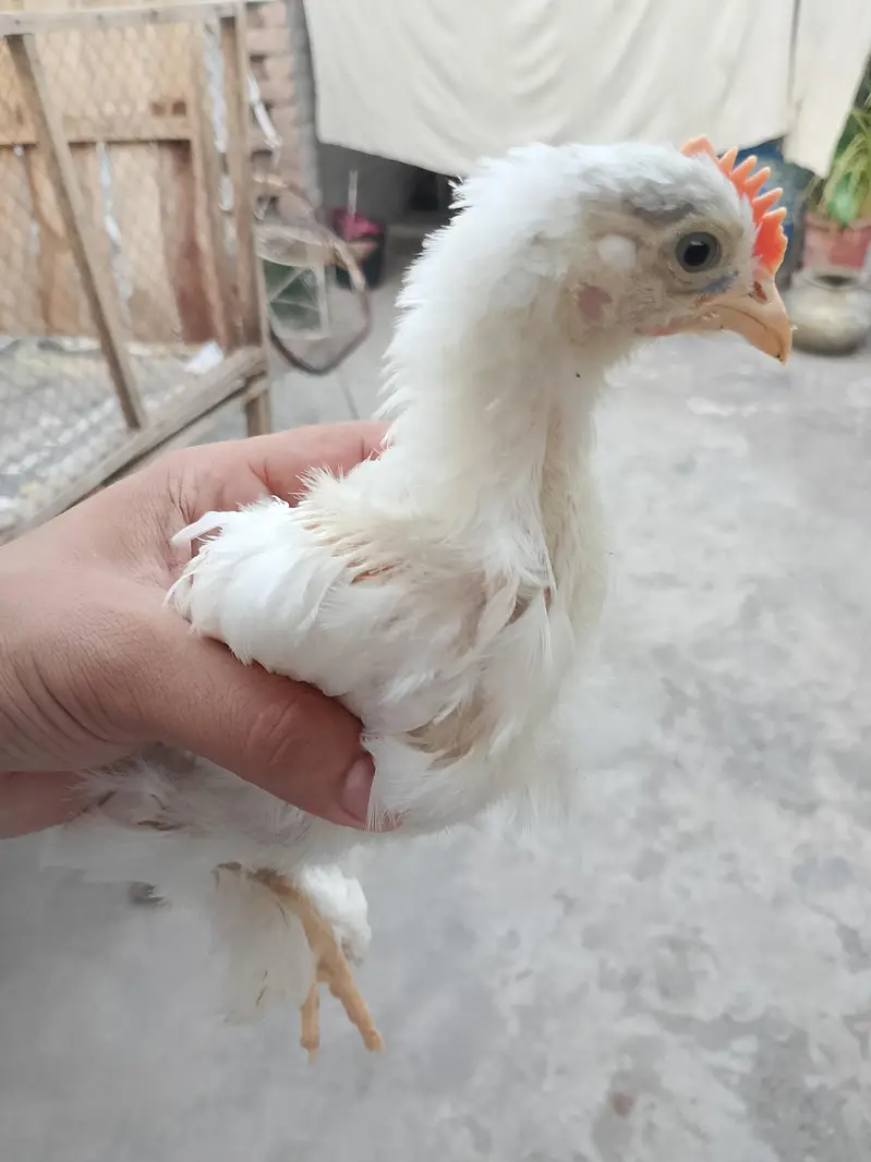 Fancy chicks for sale — photo 6