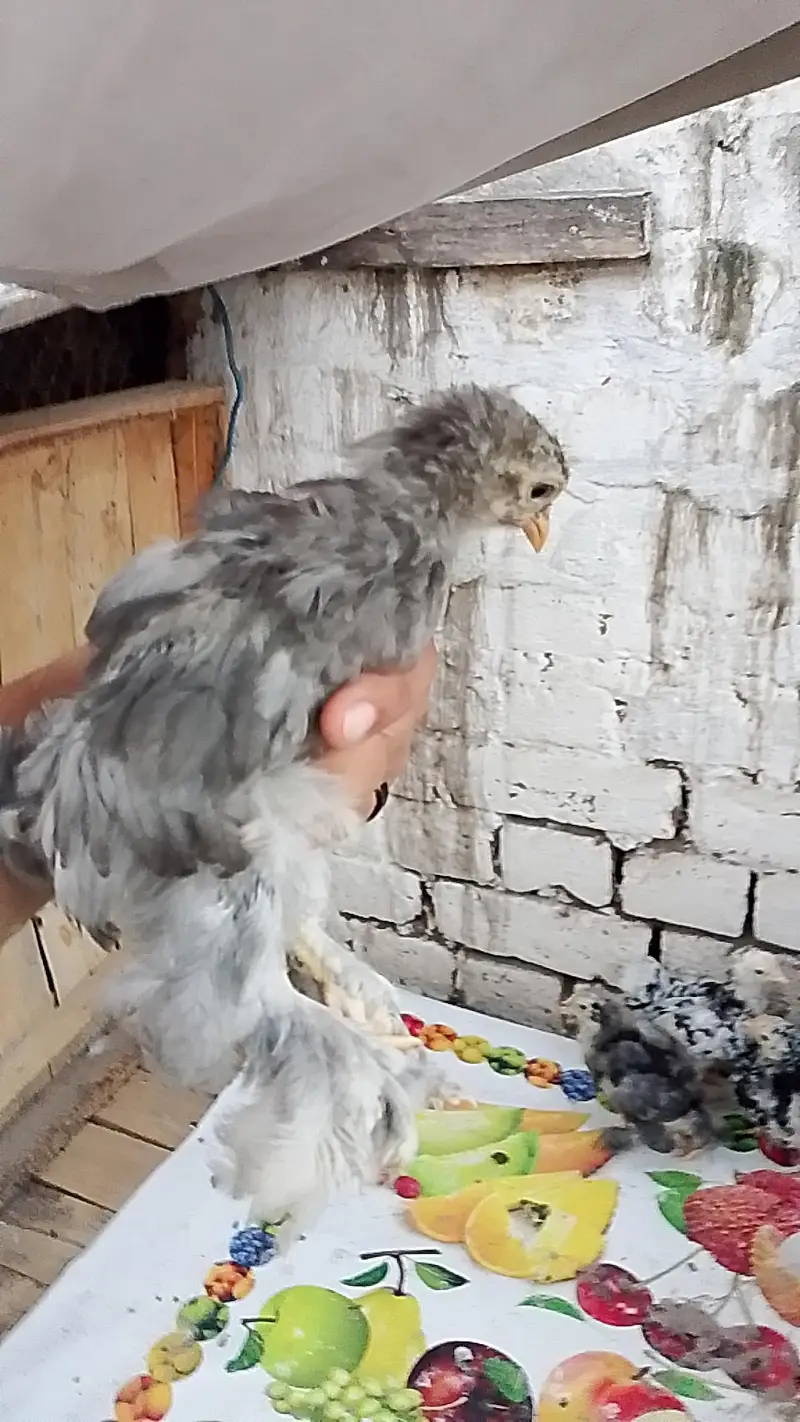 Fancy chicks for sale — photo 7