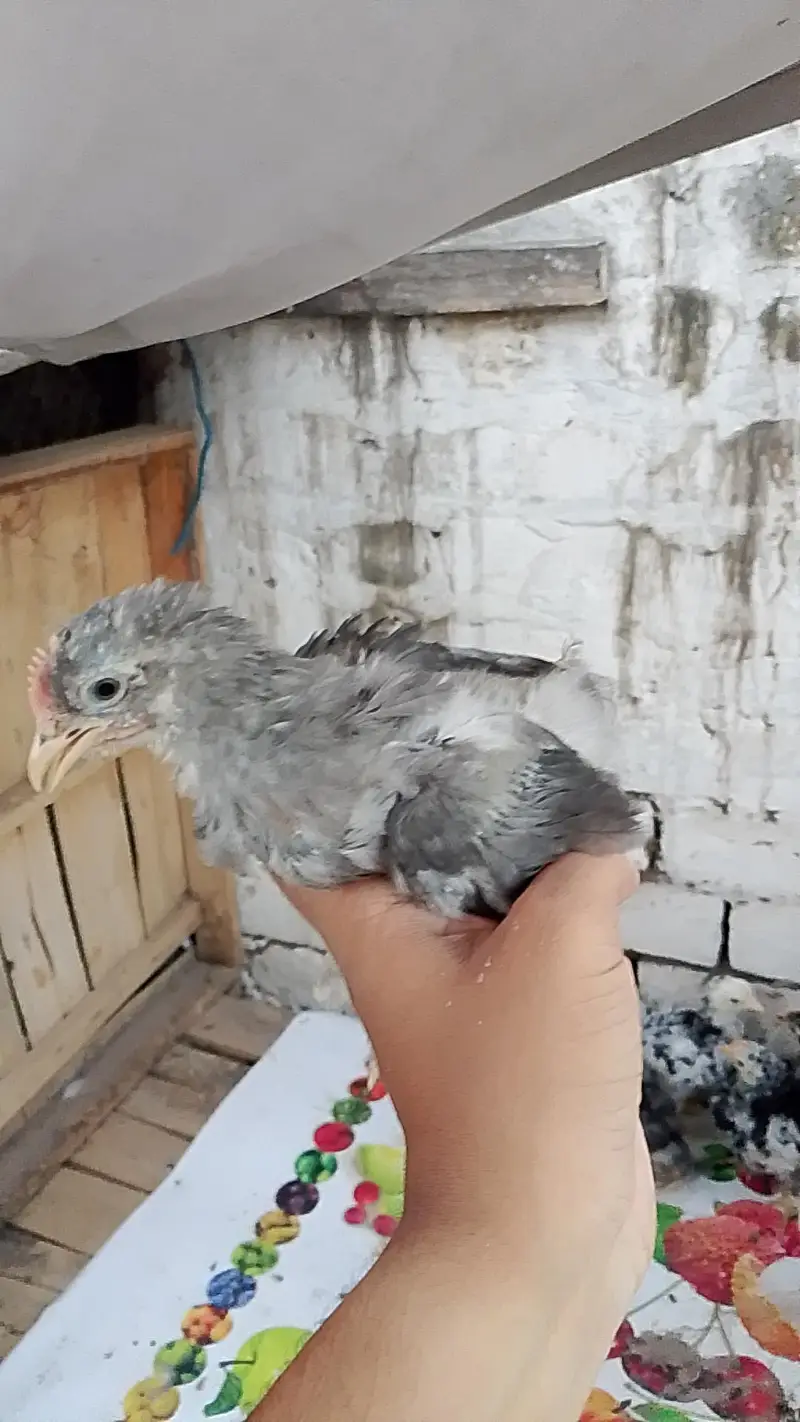Fancy chicks for sale — photo 8