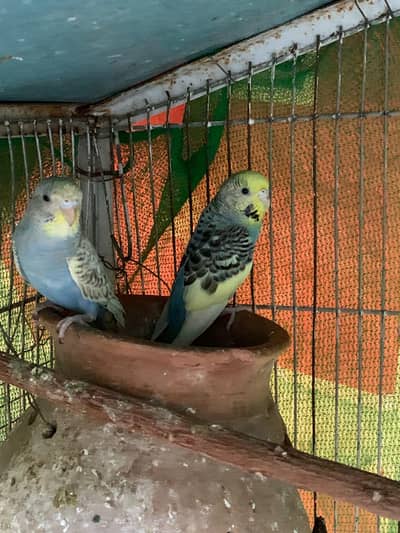hogoromo and budgie