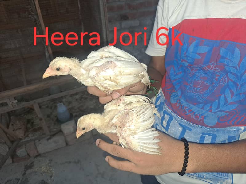 heera 0