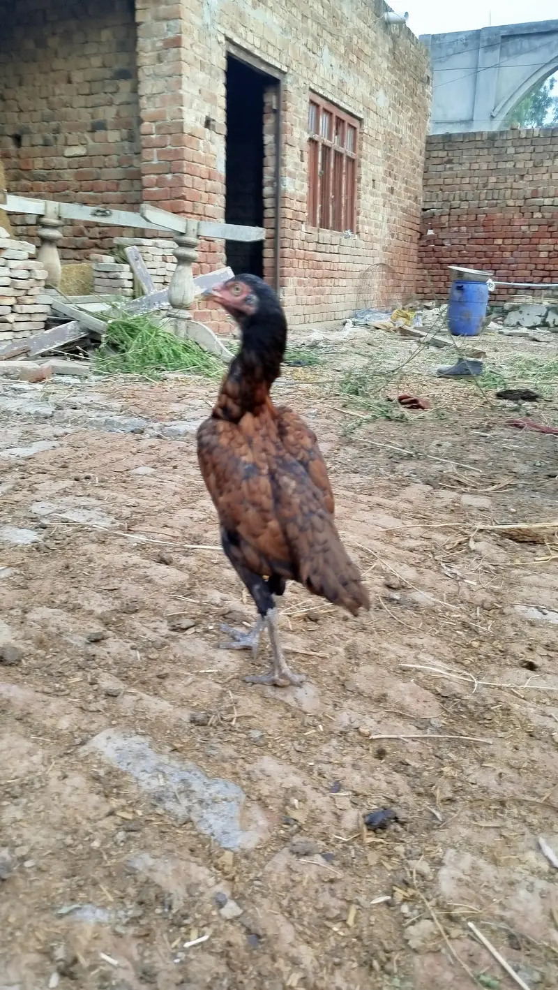 Aseel murgi — photo 3