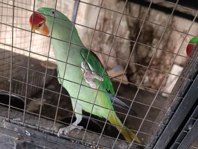 kashmiri phary Ra parit — photo 3