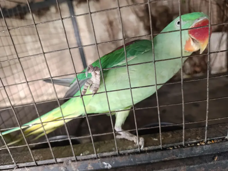 kashmiri phary Ra parit — photo 4