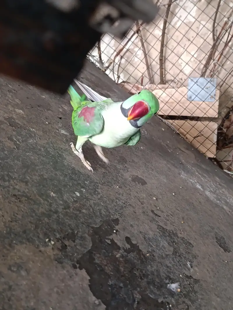 kashmiri phary Ra parit — photo 7