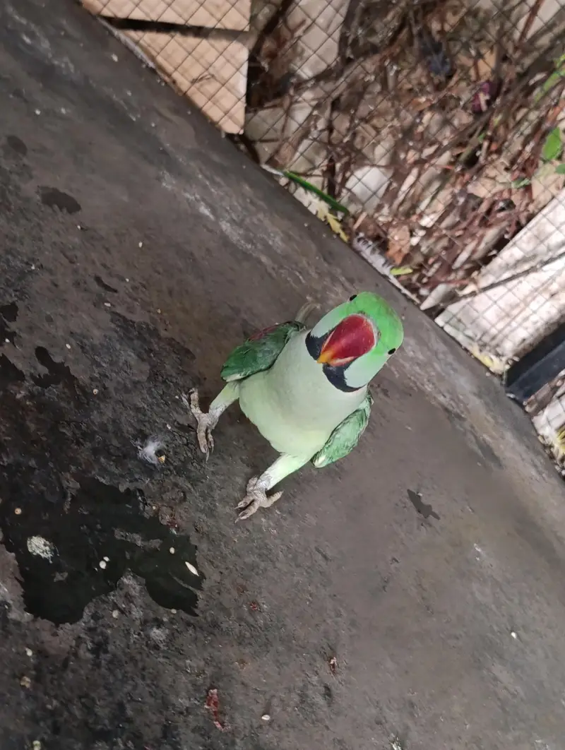 kashmiri phary Ra parit — photo 11