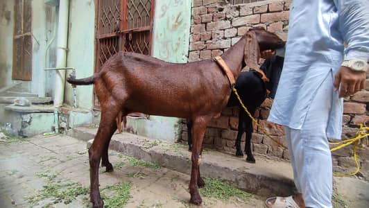 pure beetal female for sale