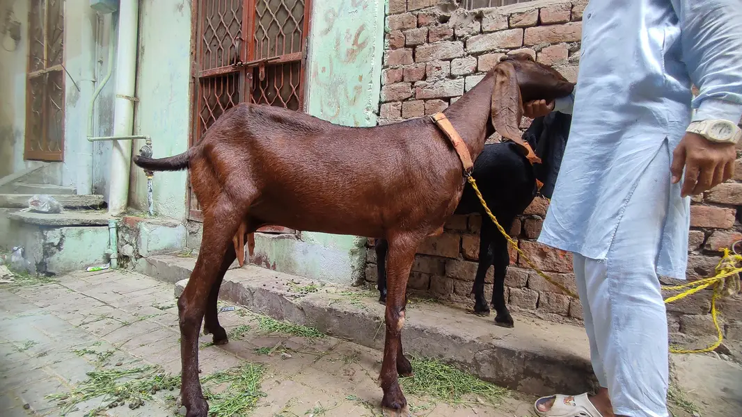 pure beetal female for sale