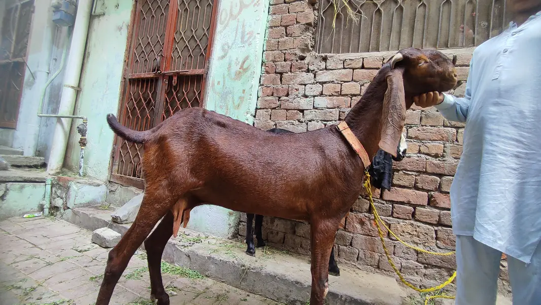 pure beetal female for sale — photo 2