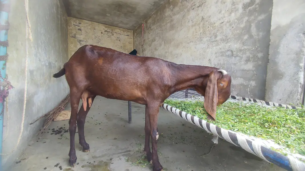 pure beetal female for sale — photo 3